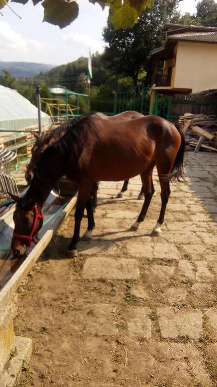 Guest House Alfa Daniel Balkanets  Εξωτερικό φωτογραφία